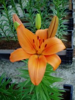 [1681 Sita DJ No01.JPG]